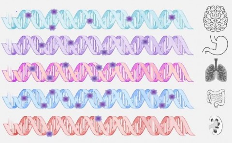 ¿Cuántas mutaciones se necesitan para desarrollar un cáncer?