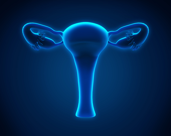 Female Reproductive System Illustration. 3D render